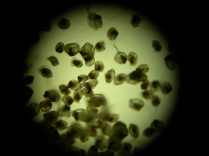 Microscope Image from Seed Science Hatchery Microscope Image from Seed Science Hatchery