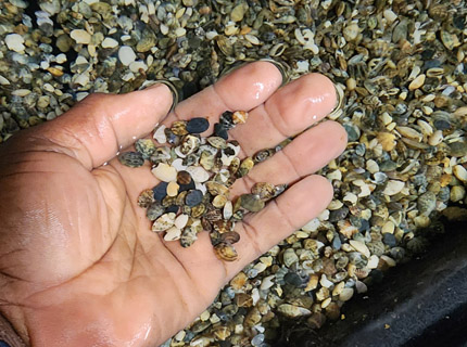 Clam Seed from Seed Science Hatchery Clam Seed from Seed Science Hatchery