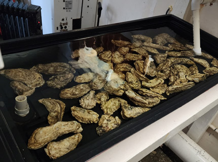 Clams from Seed Science Hatchery Clams from Seed Science Hatchery